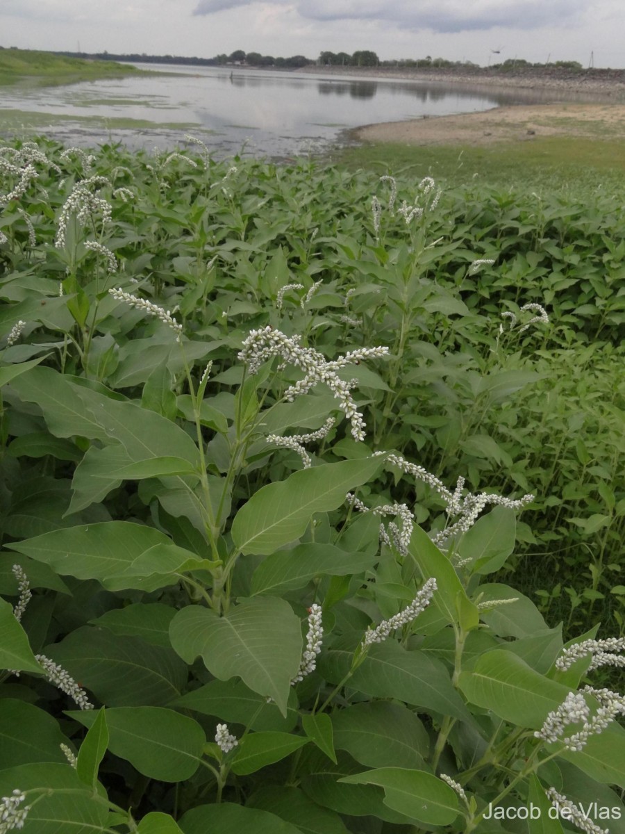 Persicaria orientalis (L.) Spach